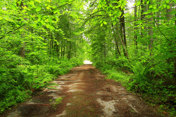 a picture of an Pacific Northwest forest trail