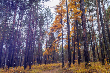 Obraz premium Autumn forest in October