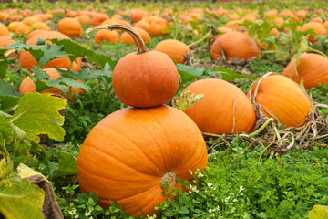 Small pumpkin atop larger pumpkin