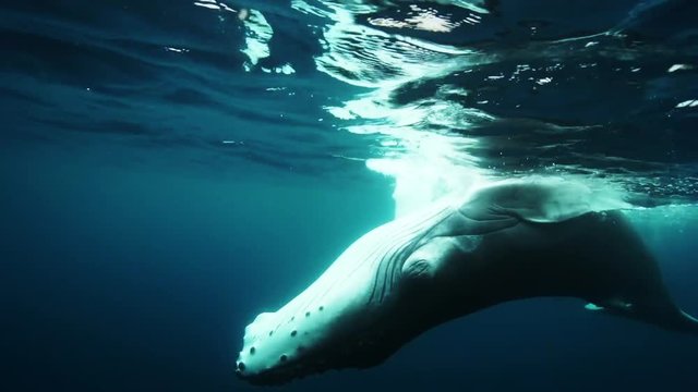 Young humpback whale plays at the surface, tahiti, french polynesia