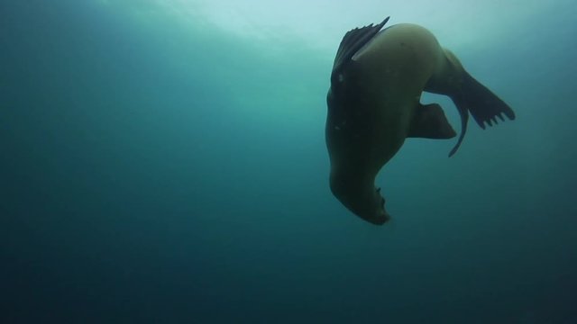 Playful Sea  lion swims in open water, slow motion
