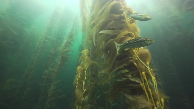 Swimming through giant kelp plants, POV