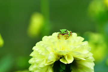 ダリアの上でくつろぐカエル