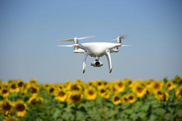 Phantom drone and sunflower yellow field sky