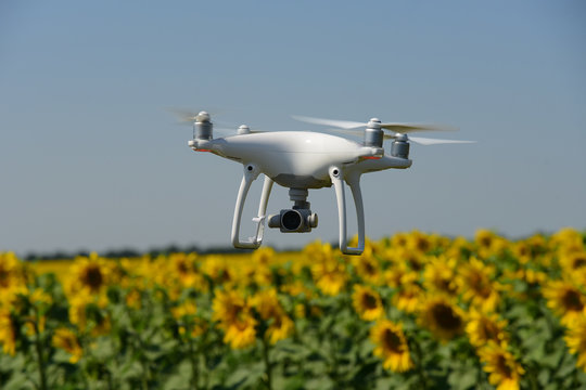 Phantom drone and sunflower yellow field sky