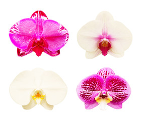 Beautiful collection of orchids flowers isolated on white background
