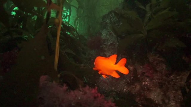 garibaldi  fish swims through scenic kelp forest
