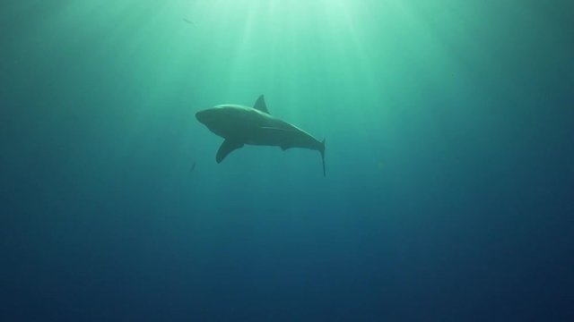 great white shark in beautiful backlight shot against the sun