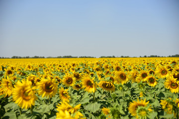 Sunflower field. Farming. Agriculture. Summer.