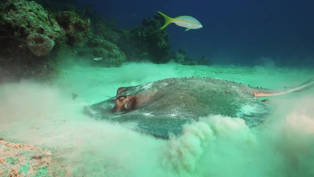 Close up, sting ray feeds on seafloor in the bahamas