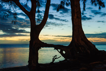 Night landscape with trees on a tropical beach. Reunion Island