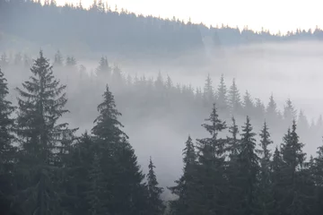 Papier Peint photo Lavable Forêt dans le brouillard Montagnes carpates