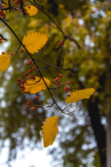 The fall