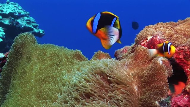 Close up, clownfish in sea anemone