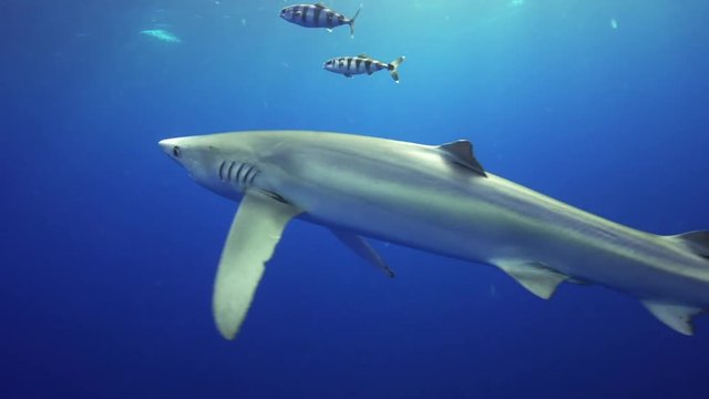 Blue shark swims with remoras, Portugal