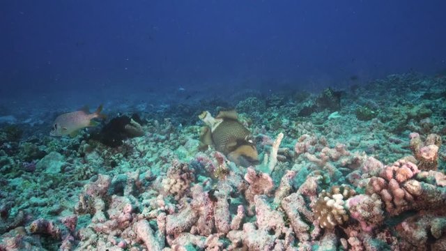 Titan trigger fish on Coral reef environment in French Polynesia