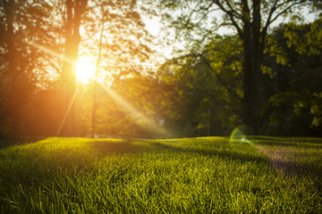 Tranquil fresh grass on lawn for orange sunset and and trees with life force emotional with...