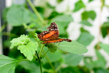 butterfly on a flower - macro image