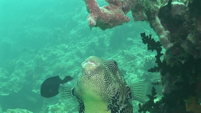 Close up, map puffer in tropical coral