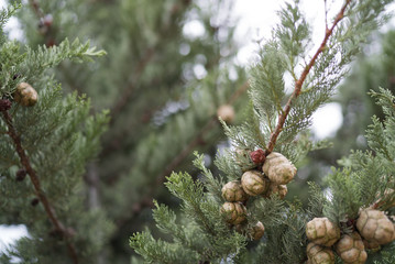 pine for christmas