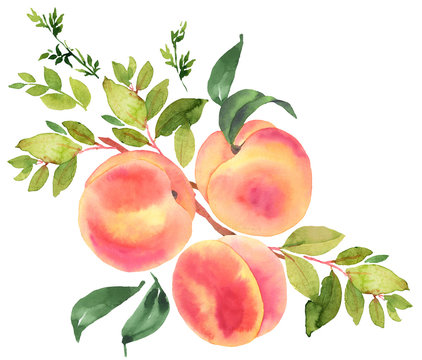 Branch With Peaches. Watercolor Illustration