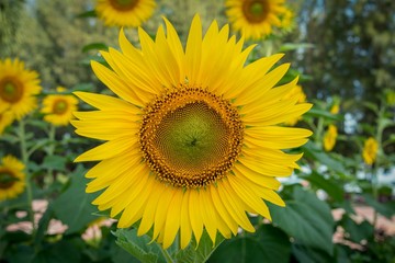 Beautiful blooming Sunflowers in the morning.