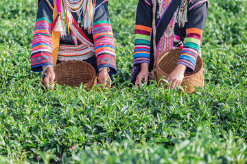 Fototapeta na wymiar Akha Women Thailand pick tea leafs in tea plantation at Chui Fong , Chiang Rai, Thailand.