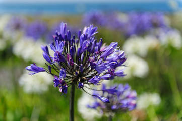 A field of Triteleia laxa