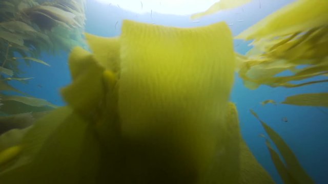 beautiful  close shot of Massive kelp plant in the pacific pcean