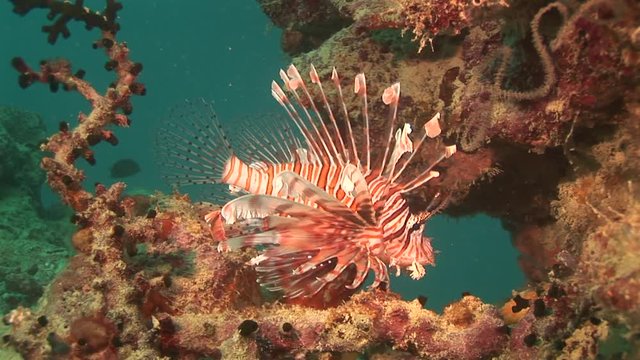 Close up, lionfish in tropical coral