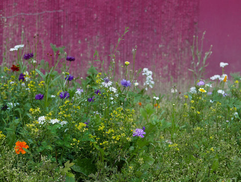 Gemischte europäische Wiesenblumen vor einer violetten Mauer