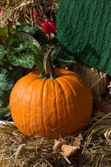 Orange pumpkins for Halloween Party