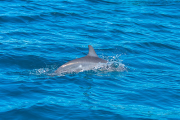 Obraz premium Spinner dolphin, Stenella longirostris, dolphin swimming in Pacific ocean 