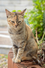 Naklejka na ściany i meble Three-colored oriental cat, tortoise cat sitting in garden.