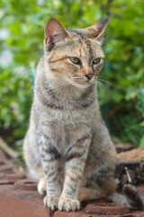 Fototapeta na wymiar Three-colored oriental cat, tortoise cat sitting in garden.