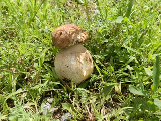 mushroom,  porcini