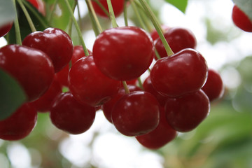 cherry
