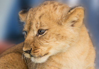 African Lion cubs