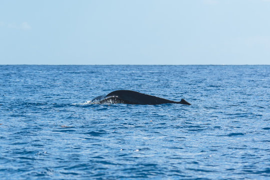     Humpback whale swimming in the Pacific Ocean, back
