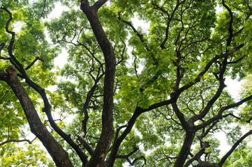 forest background . green nature background.big tree