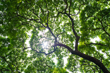 forest background . green nature background.big tree