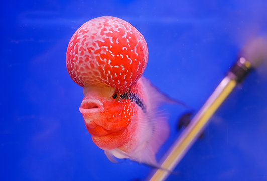 aquarium fish, flower horn fish on blue background
