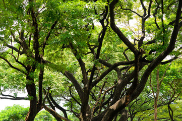 forest background . green nature background.big tree