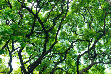 forest background . green nature background.big tree