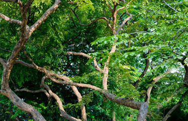 forest background . green nature background.big tree