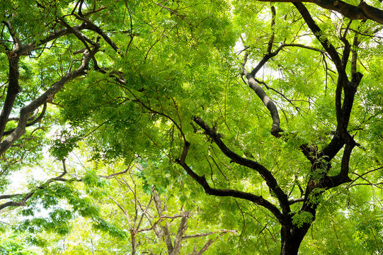 forest background . green nature background.big tree © waranyu