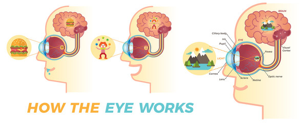 How the eye works