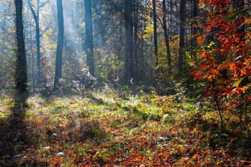 Beautiful sunny forest landscape with a tree and shadows on the lawn on an autumn day.