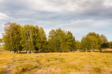 Obraz premium Paisaje con Abedules. Betula pubescens, alba. 