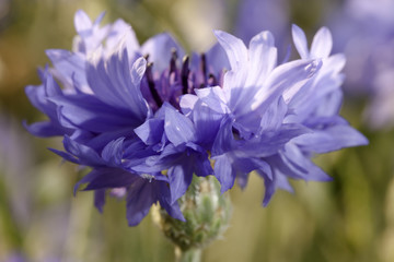 Kornblume (Centaurea cyanus) - 175170740